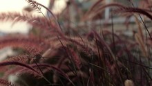 Close-up Of Red African Fountain Grass. The Wind Blows The Ears Of Grass