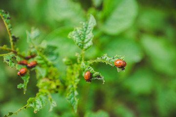 Colorado beetle eats a potato leaves. Selective focus.