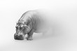 Hippo africa wildlife animal art collection grayscale white edition