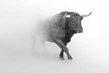 Bull Or Taurus  European Wildlife Animal Art Collection Grayscale White Edition