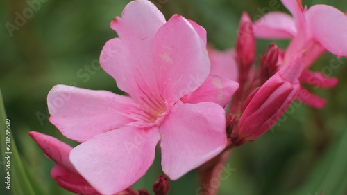 Fleur De Laurier Rose Buy This Stock Photo And Explore