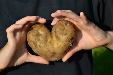 Heart-shaped potato in hands - love hidden in the earth. Two hands on a black background