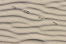The Sequence Of Bird Footprints On The Beach