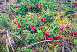 Fototapeta Kuchnia - Lingonberries in the woods. Photo from Sotkamo, Finland.