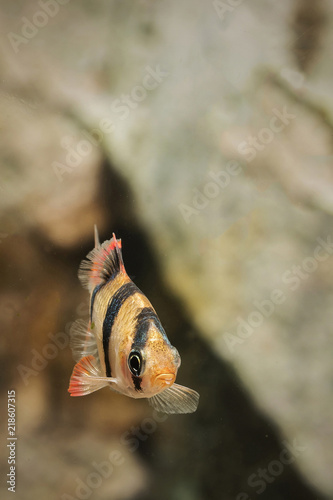 Plakat Puntius tetrazona - ryby akwariowe.
