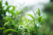 © artrachen - tea leaves Assam Tea Green in nature