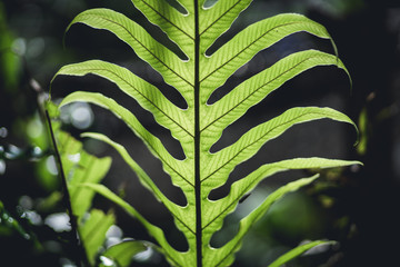 Poster - Fresh Fern green leaf background