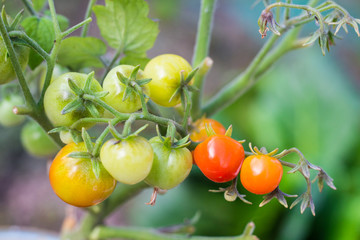 ripe red and unripe green cherry tomatoes on a branch