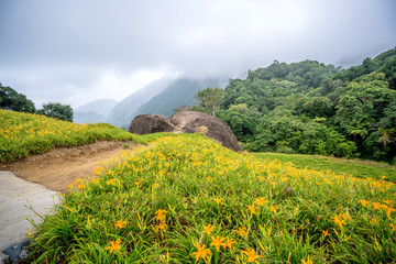 The Orange daylily(Tawny daylily) flower farm at chih-ke Mountain(chi ke shan) with blue sky and cloud, Hualian , Taiwan