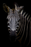 Fototapeta Konie - Zebra on dark background. Black and white image