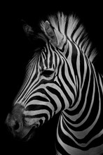 Zebra On Dark Background. Black And White Image