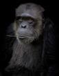 Chimpanzee hold branch in his mouth on black background