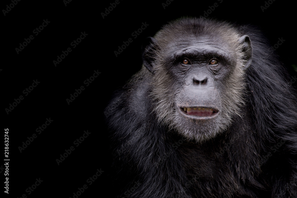 profile of a chimpanzee staring thoughtfully with room for text on a black background - obrazy, fototapety, plakaty 
