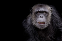 Profile Of A Chimpanzee Staring Thoughtfully With Room For Text On A Black Background
