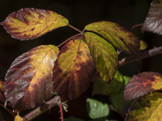 Les feuilles aux couleurs d'automne