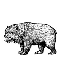 Bear illustration black and white