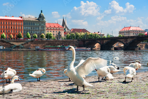 Fototapeta Praga nabrzeza-weltawy-w-pradze-z-labedziami