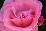 Fototapeta Kuchnia - Delikatna różowa róża - makro -zbliżenie na płatki