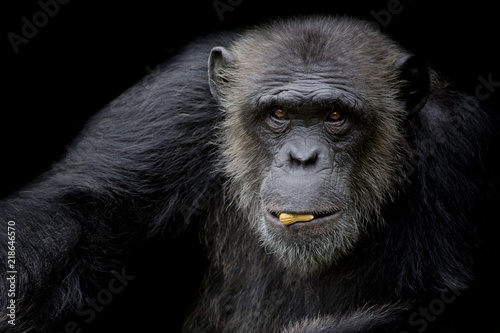 Plakat Śliczny szympansa chwyta arachid w jego usta na czarnym tle