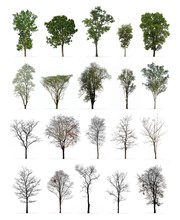 Set Of Spring And Winter Trees Isolated On White Background : Different Kinds Of Tree Collection