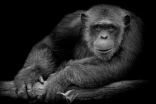 Black And White Cute Chimpanzee Smile And Catch Big Branch And Look Straight To Front Of Him On Black Background