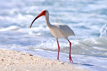 White Ibis bird on sand and shell shoreline ocean beach 