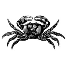 A Crab Illustration Isolated On A White Background