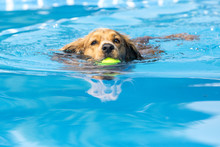Dog Retrieving A Toy And Playing In Pool At Splash Challenge