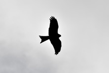 Red Kite In Flight