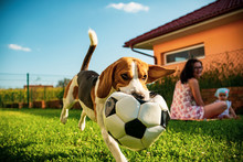 Adorable Baby Girl With Mother And Jumping Beagle Family Dog On Colorful Blanket On Green Grass. Child Having Fun Watching The Dog With Soccer Ball In His Month In Summer Garden.
