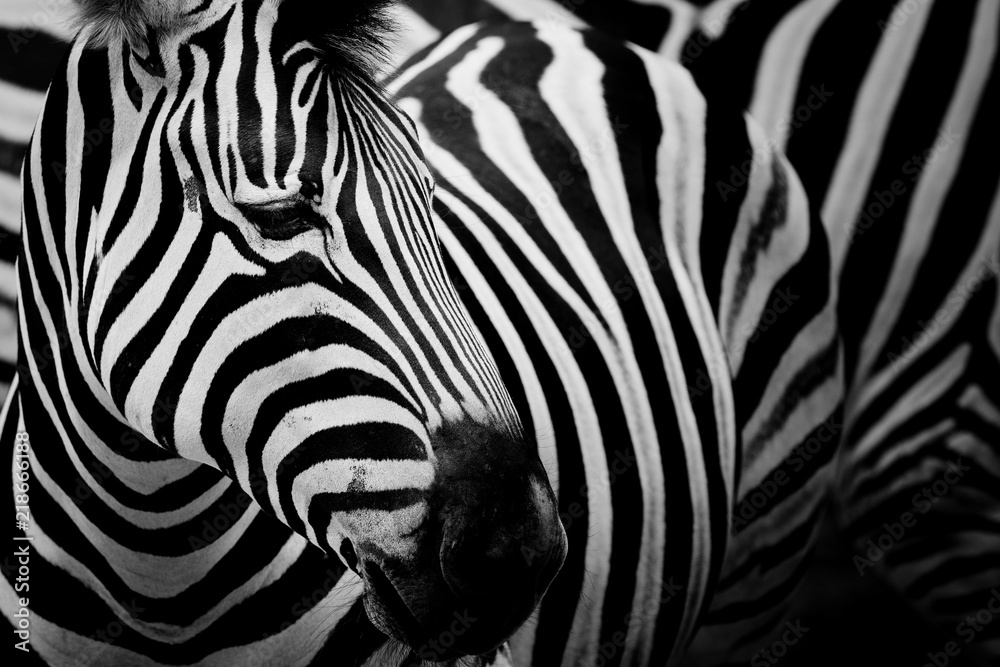 Zebra on dark background. Black and white image - obrazy, fototapety, plakaty 