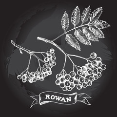 Ink hand drawn set of bunch of rowan berries with leaves. Autumn elements collection. Vector illustration.