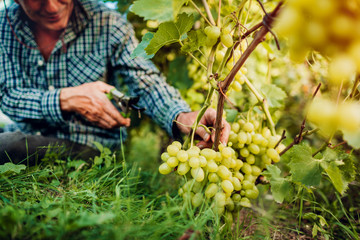 Farmer gathering crop of grapes on ecological farm. Senior man cutting grapes with pruner