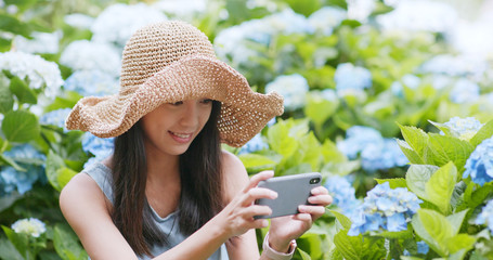 Sticker - Woman taking photo on Hydrangea flower in Hydrangea farm