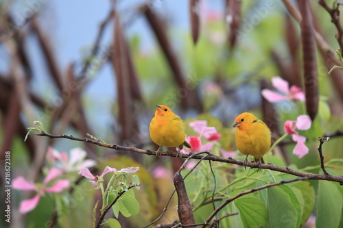 Fototapeta na szkło zięba szafranowa (Sicalis flaveola) Big Island Hawaii