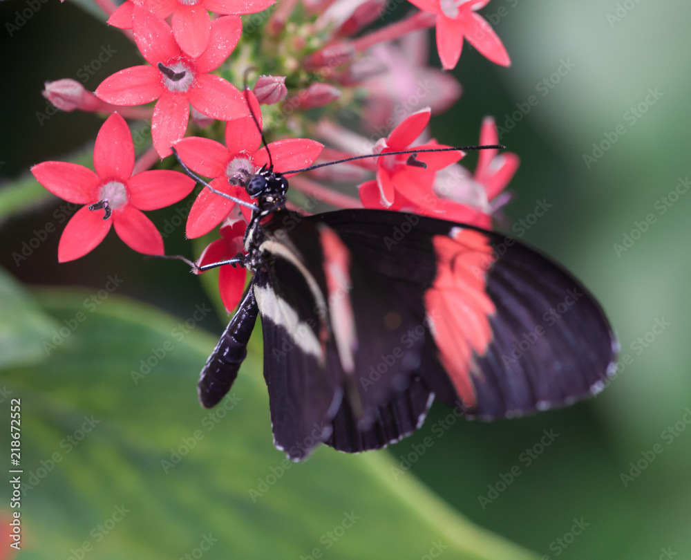 insecte papillon noir et rouge seul sur une feuille verte de profil en