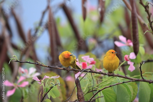Fototapeta na szkło zięba szafranowa (Sicalis flaveola) Big Island Hawaii