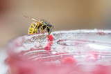 Wespen an Marmelade
