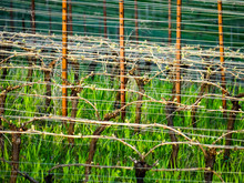 A Close Up Of An Early Spring Vineyard, Looking Through Trellis Wires Highlighted By Sun, Vines Just Breaking Bud, Red Metal Stakes Glowing In The Sun.