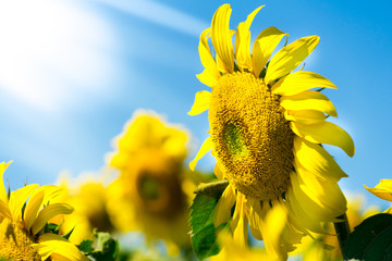 sunflower grows. the picture on the background of the sky.