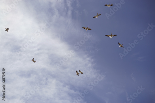 Fotografija American White Pelican Squadron in Flight