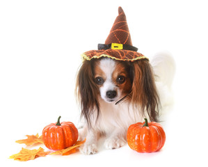 Sticker - young papillon dog and halloween