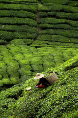 Wall Mural - Worker picking tea leaves in tea plantation