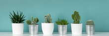 Modern Room Decoration. Collection Of Various Potted Cactus And Succulent Plants On White Shelf Against Pastel Turquoise Colored Wall. House Plants Banner.