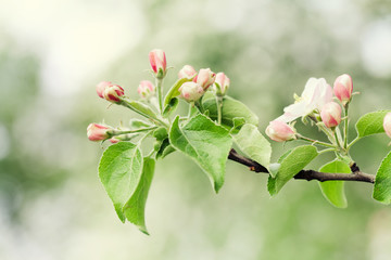 Wall Mural - Beautiful spring floral nature landscape. Blossoming fruit tree branch in the garden, pink petal flowers. Soft focus, beautiful bokeh.