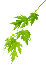 Maple branch with green leaves