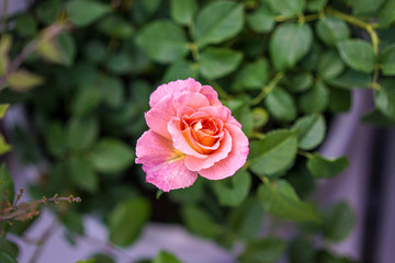 Wall Mural - single pink rose growing in garden, high angle view