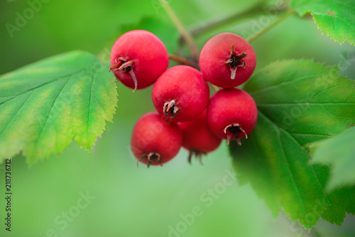 red berries of hawthorn on a branch with green leaves