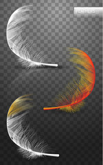 Wall Mural - isolated falling fluffy twirled feathers on transparent background in realistic style. vector illust