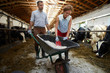 © pressmaster - One of farmer taking nutritional supplement from cart while feeding cows in stable